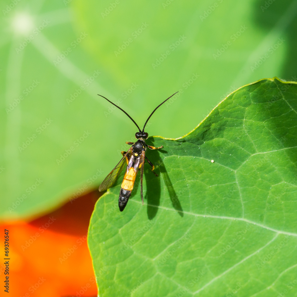 Wasp Watching Wasp Watching