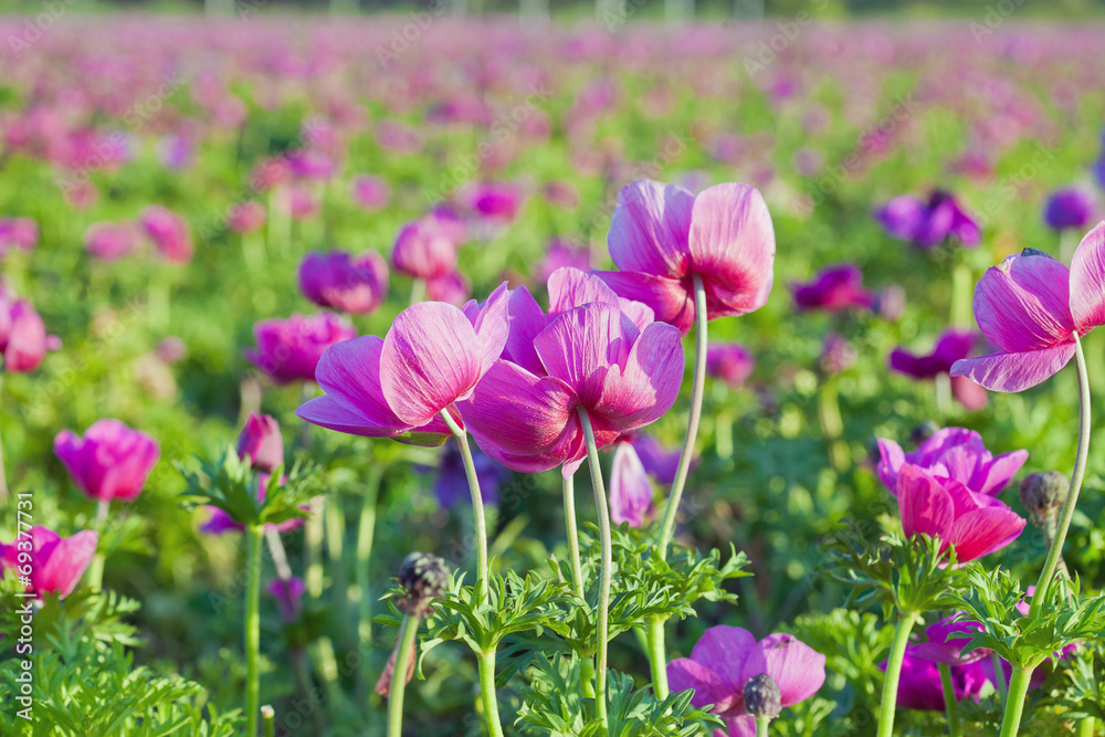 A field of purple peonies in blossom