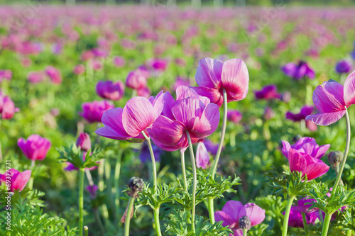 A field of purple peonies in blossom