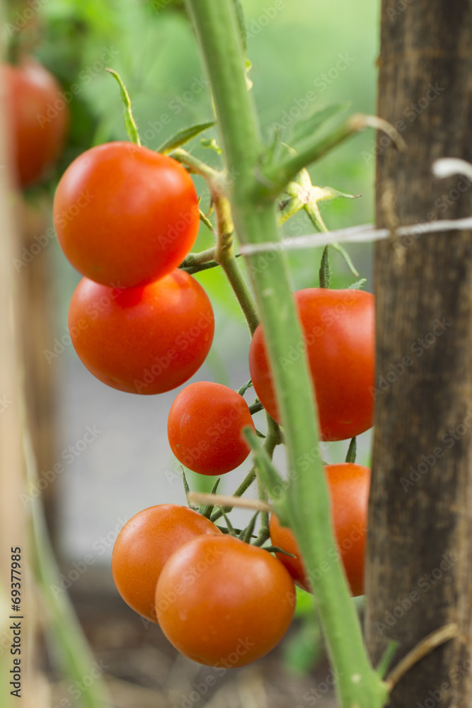tomato on the white background
