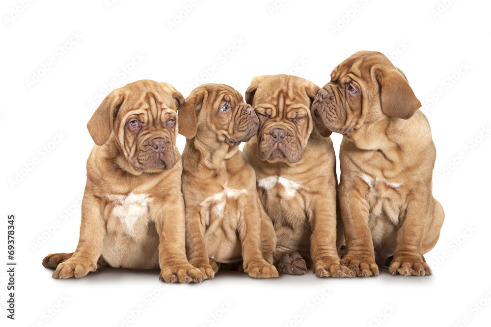 Four French Mastiff puppies over white Four French Mastiff puppies over white