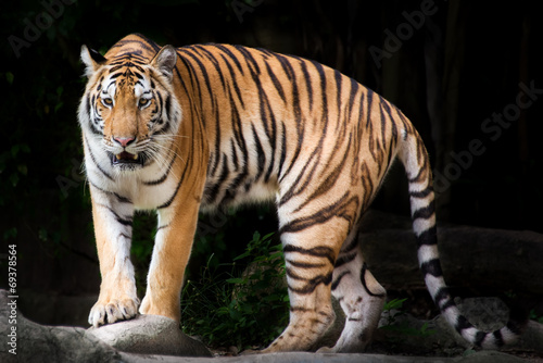 Fototapeta Naklejka Na Ścianę i Meble -  Portrait of a Royal Bengal tiger
