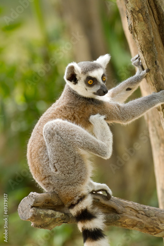 ring-tailed lemur (lemur catta) © praisaeng