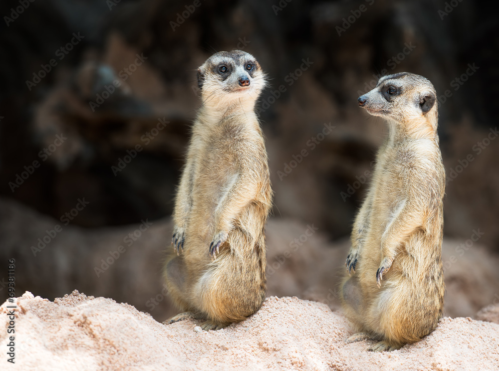 Fototapeta premium Couple meerkat