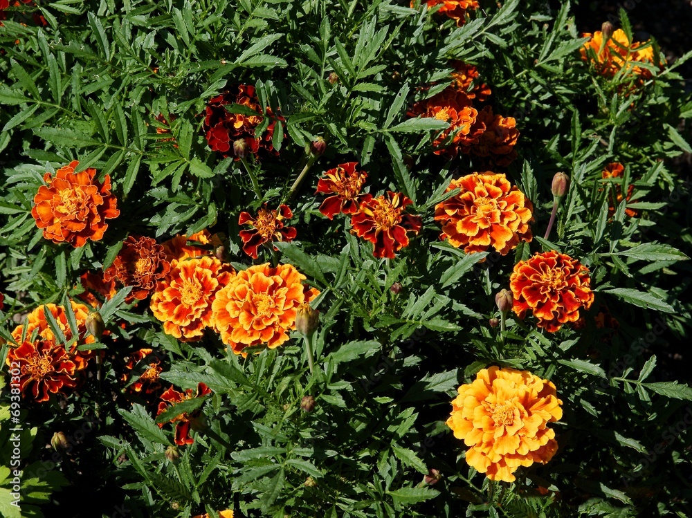 orange flowers tagetes