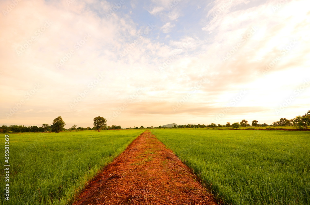 Obraz premium Rice Paddy Fields at Countryside