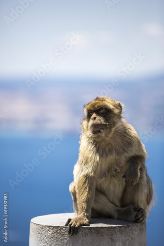 Barbary macaque in Gibraltar  UK.