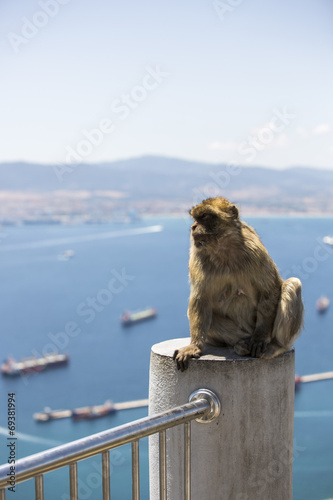 Barbary macaque in Gibraltar, UK. © victormro