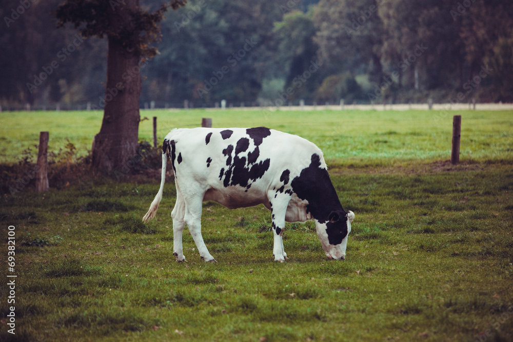 Cows on meadow with green grass. Grazing calves Cows on meadow with green grass. Grazing calves