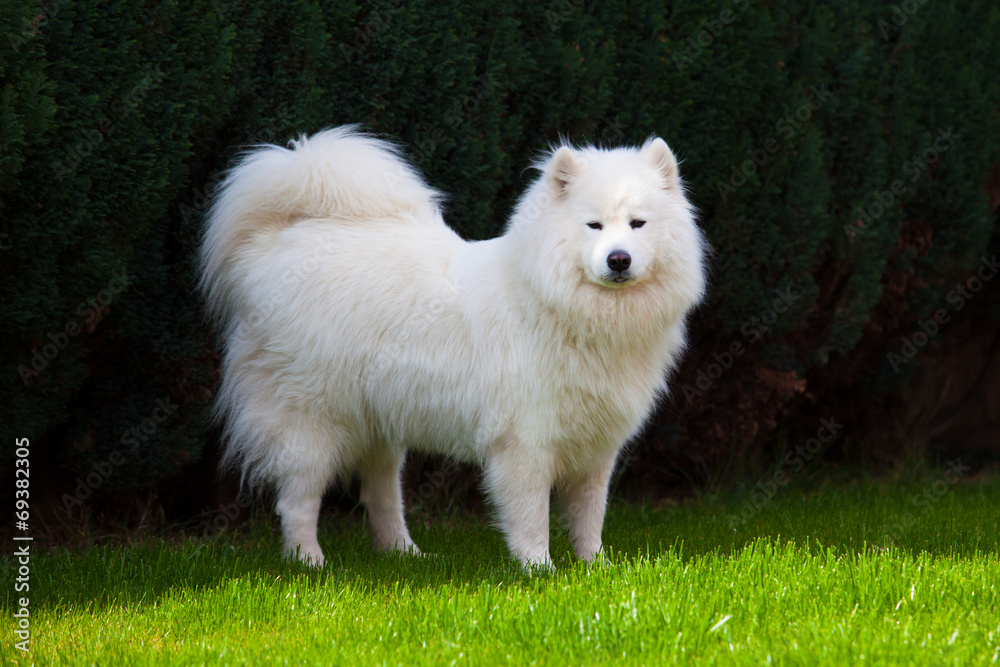 Samoyed dog Samoyed dog