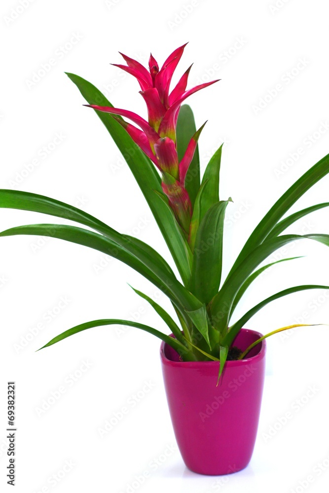 Un guzmania fleuri en pot sur fond blanc Un guzmania fleuri en pot sur fond blanc