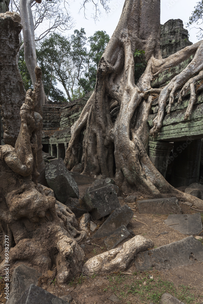 Wurzeln des Banyan Baum im Tempel Ta Prohm in Angkor