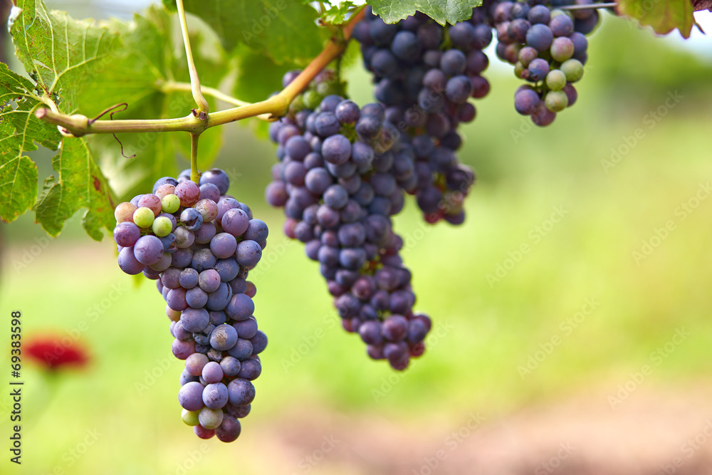 Branch of red wine grapes