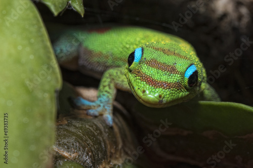 Gold dust day gecko while looking at you photo