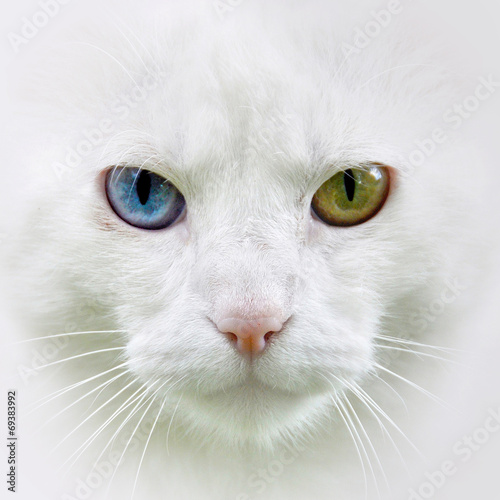 Cat with different colored eyes, unusual. 