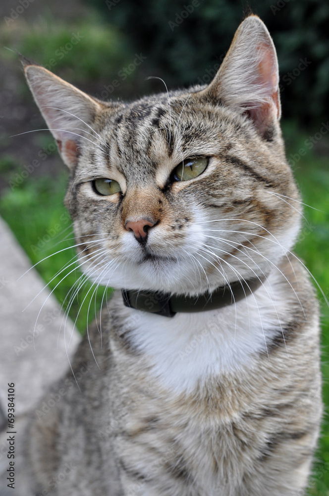 ortrait of big tabby cat with collar of fleas. Adult gray tabby 