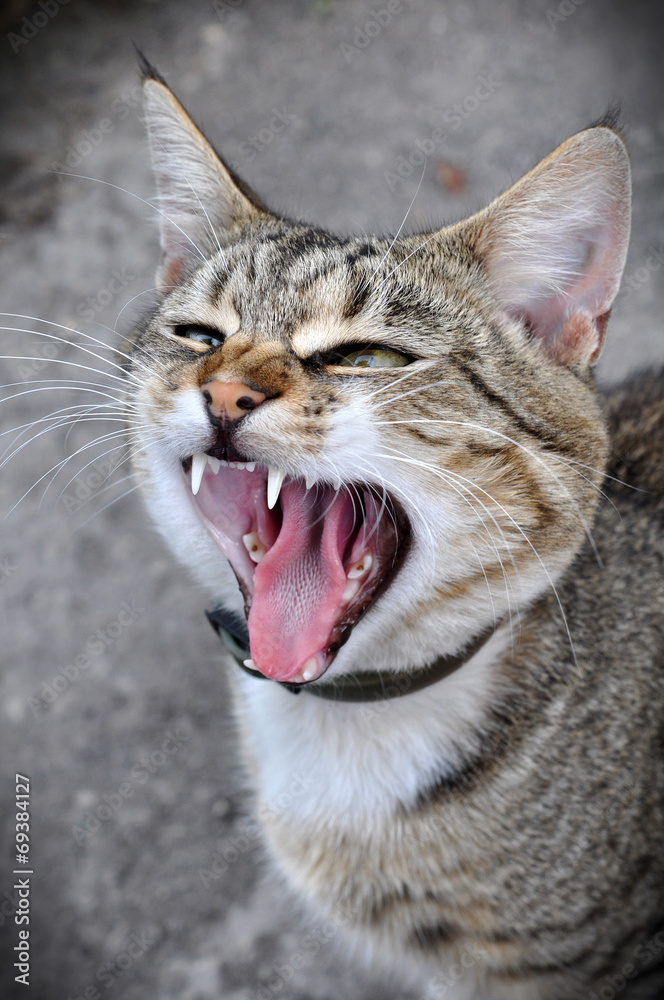 Obraz premium funny cat yawning mouth full