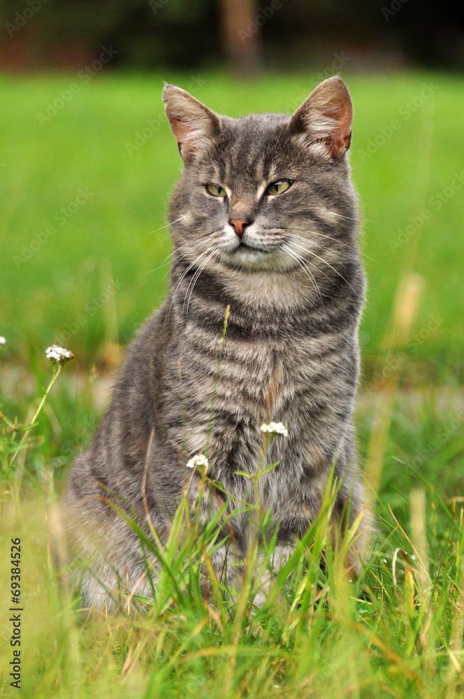 Adult gray cat on a background of green grass.