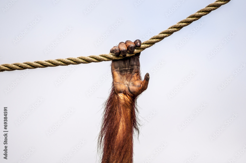 Fototapeta premium Just Hangin' Around