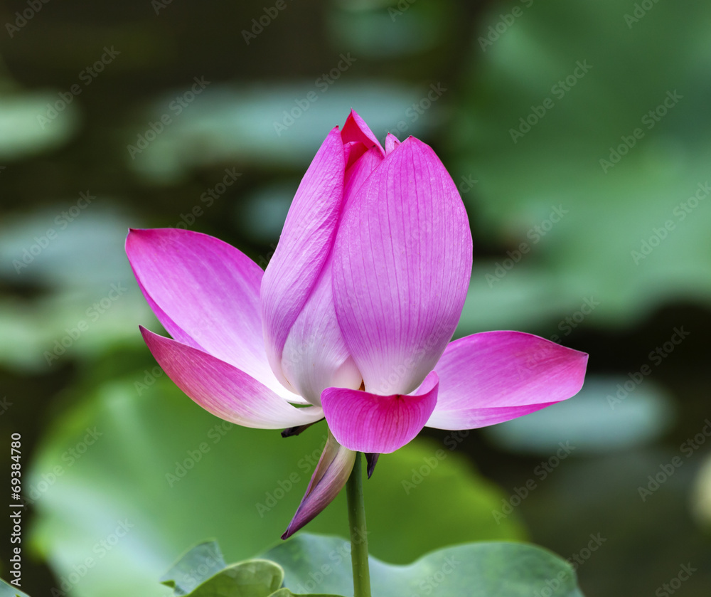 Pink Lotus Pond Temple Sun Beijing China