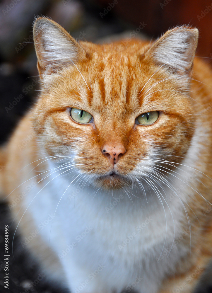 Portrait of an adult fat red color cat