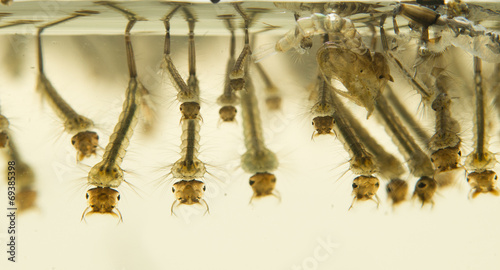 Quadro em tela Mosquito larvae