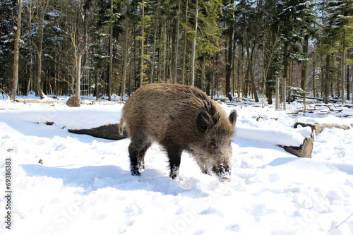 wildschwein