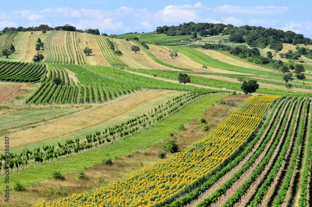 Felder und Weingärten im Sommer