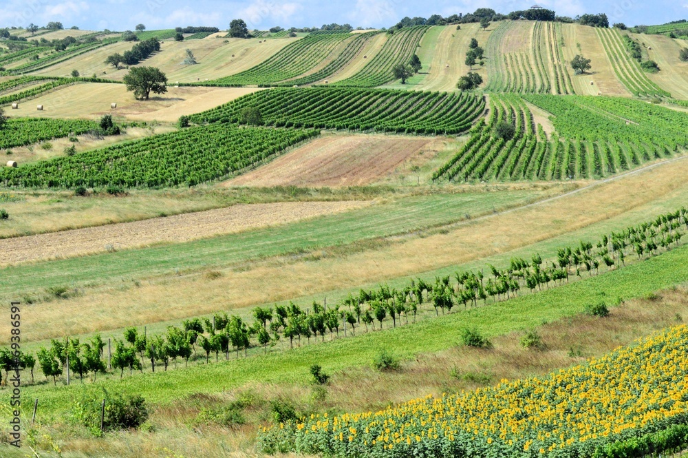 Felder und Weingärten im Sommer
