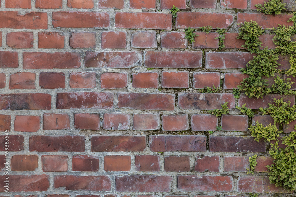 Fototapeta premium wall