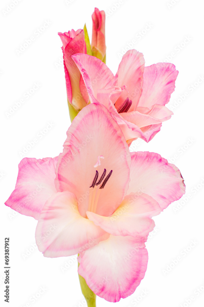 Naklejka premium gladiolus isolated
