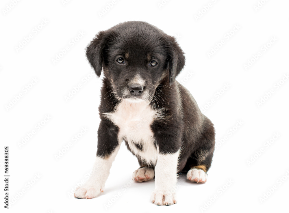puppy isolated puppy isolated