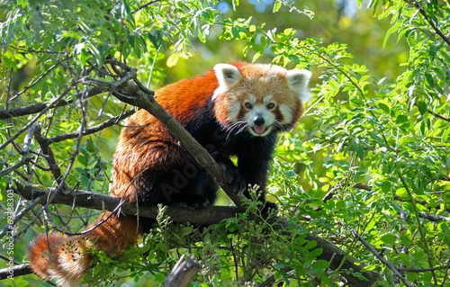 Red panda sitting on a tree branch #69388303
