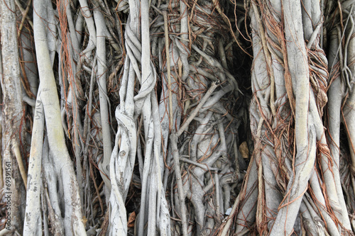 Old tree