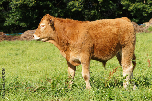 Veau de la race Limousine