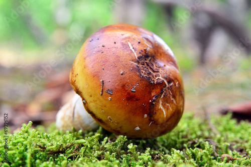 russula foetens photo