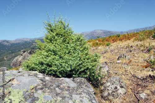 Enebro en castro vetón, Raso de Candeleda, España