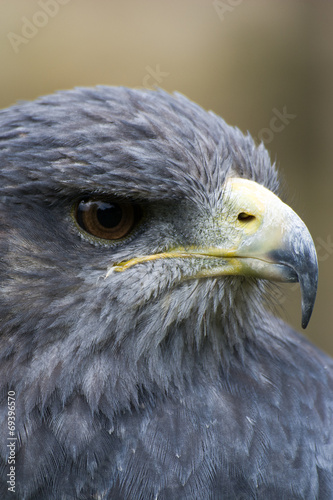 Bussard