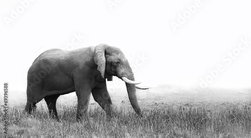 Elephant  in black and white