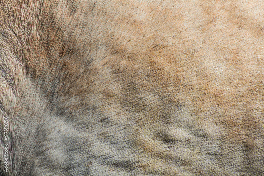 Skin of white horse Skin of white horse