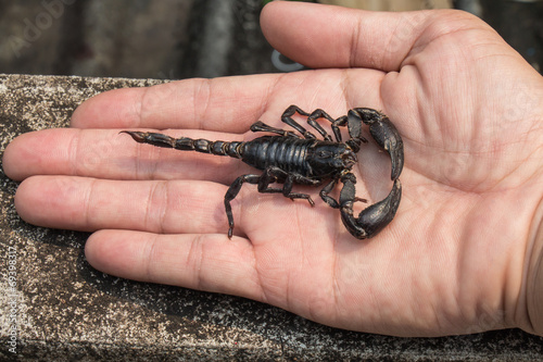 black scorpion on hand