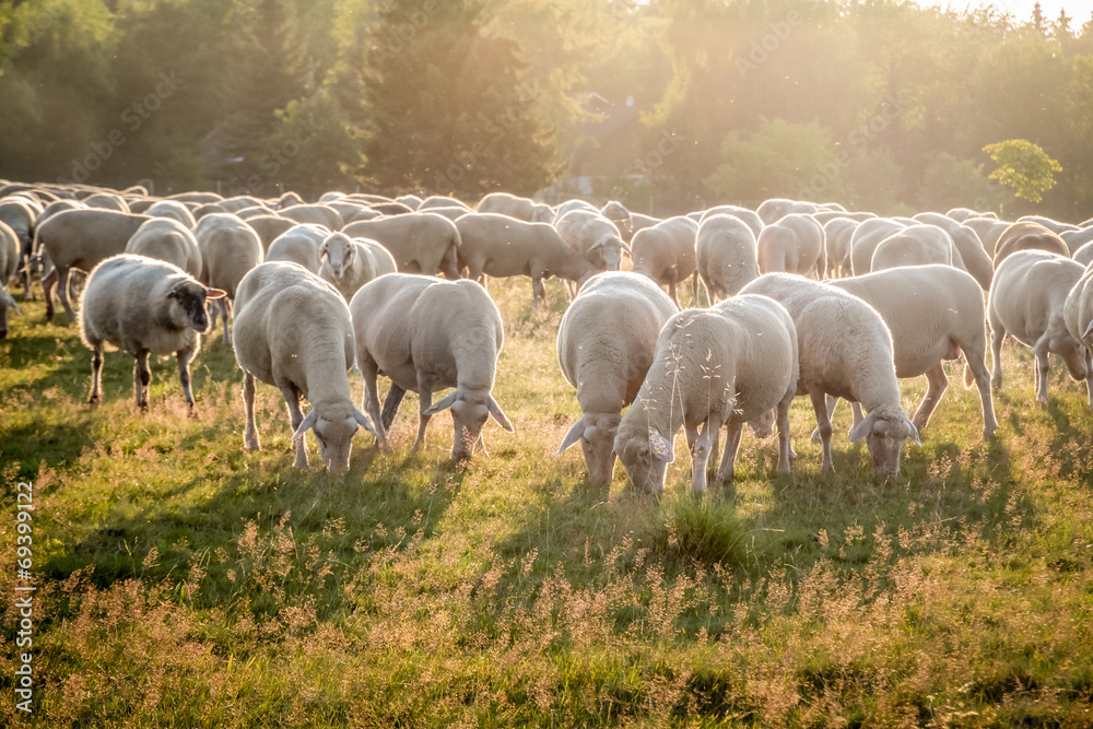 Obraz premium Schafherde im Taunus