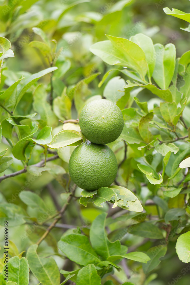 Green lemons hanging on a tree