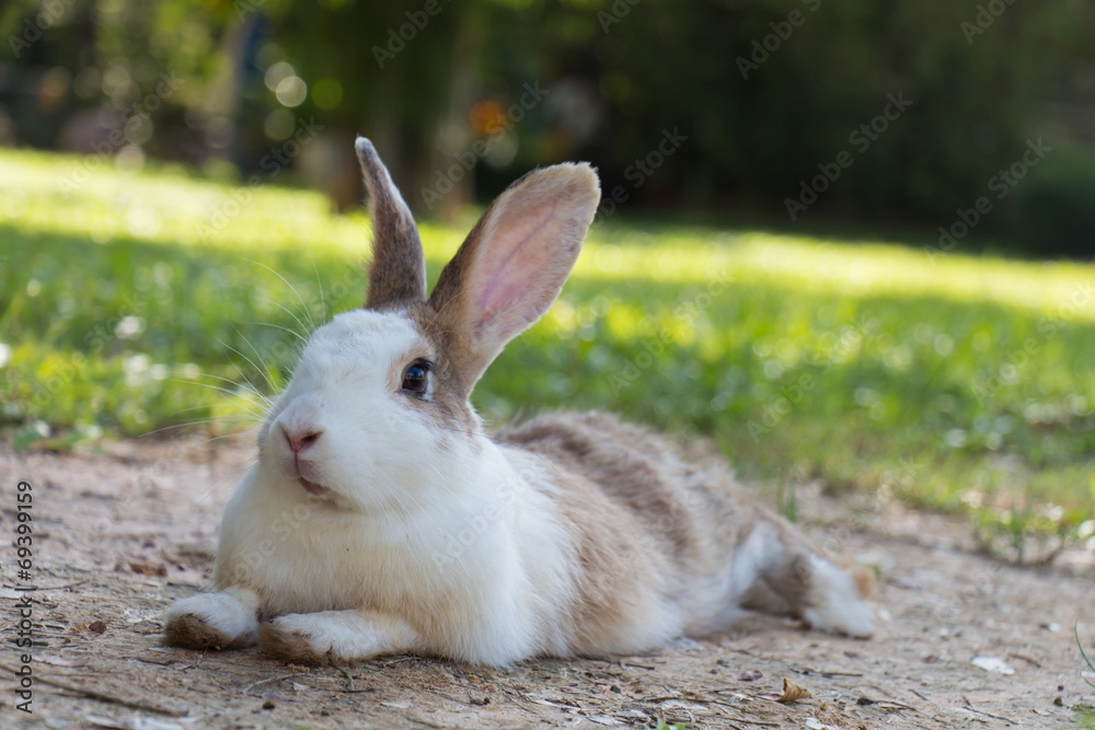 Rabbits in the meadow on the green grass. Rabbits in the meadow on the green grass.