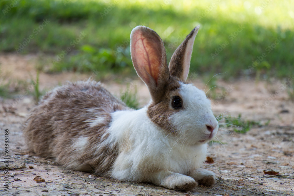 Rabbits in the meadow on the green grass. Rabbits in the meadow on the green grass.