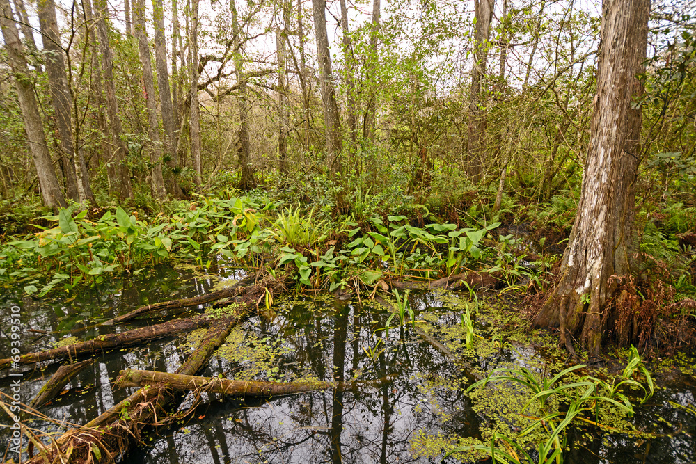 Mangrove Swamp on a Cloudy Day Mangrove Swamp on a Cloudy Day