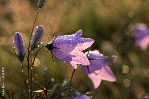 Rundblättrige Glockenblume mit Morgentau photo