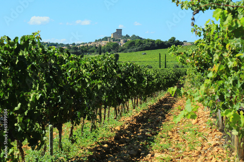 terroir du pape photo
