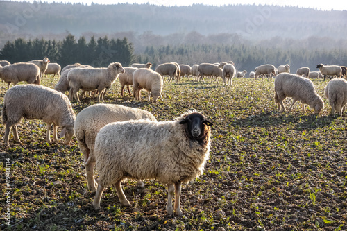 Schafherde im Taunus photo