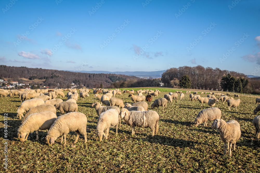 Fototapeta premium Schafherde im Taunus